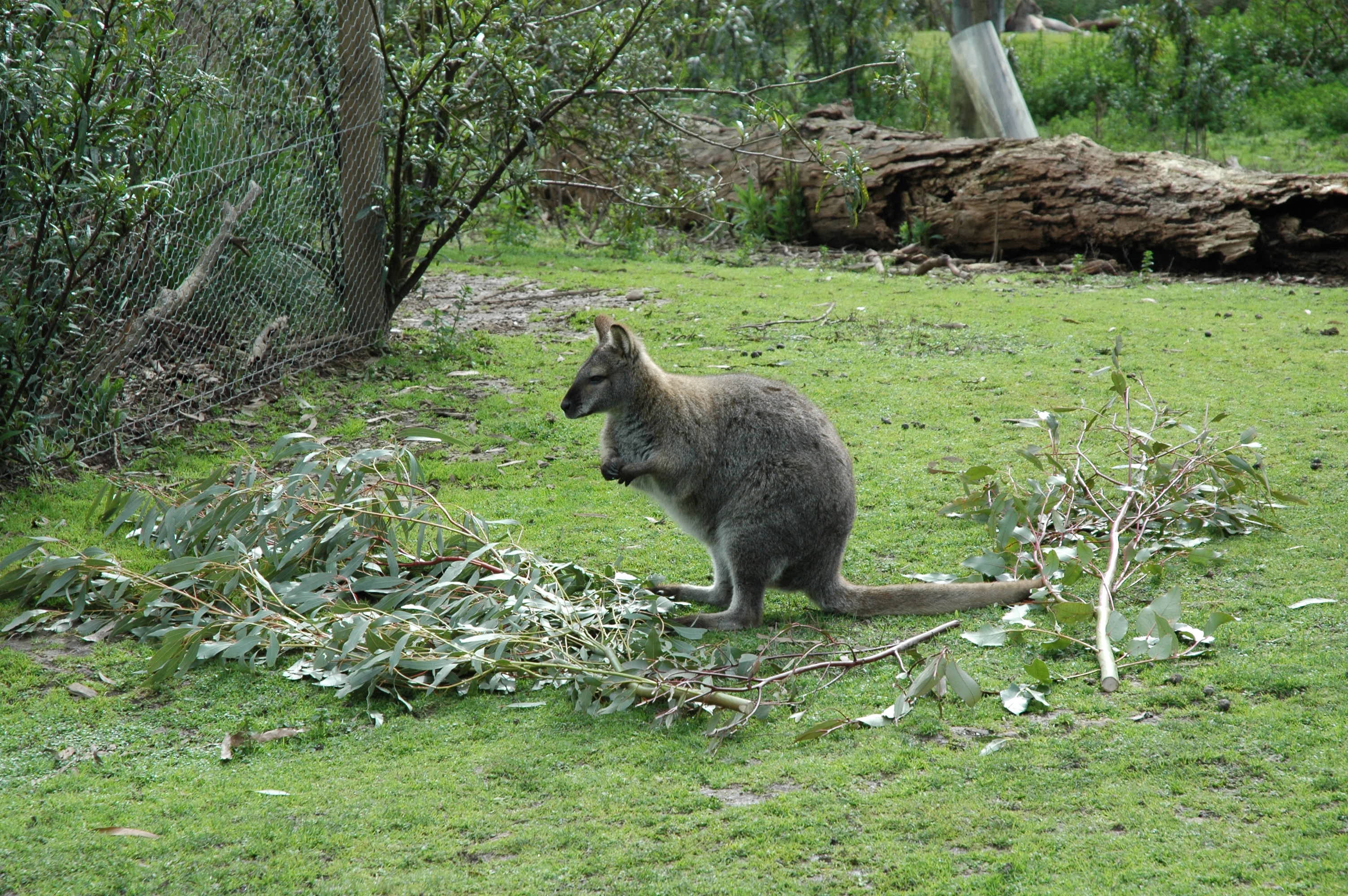 Wallaby